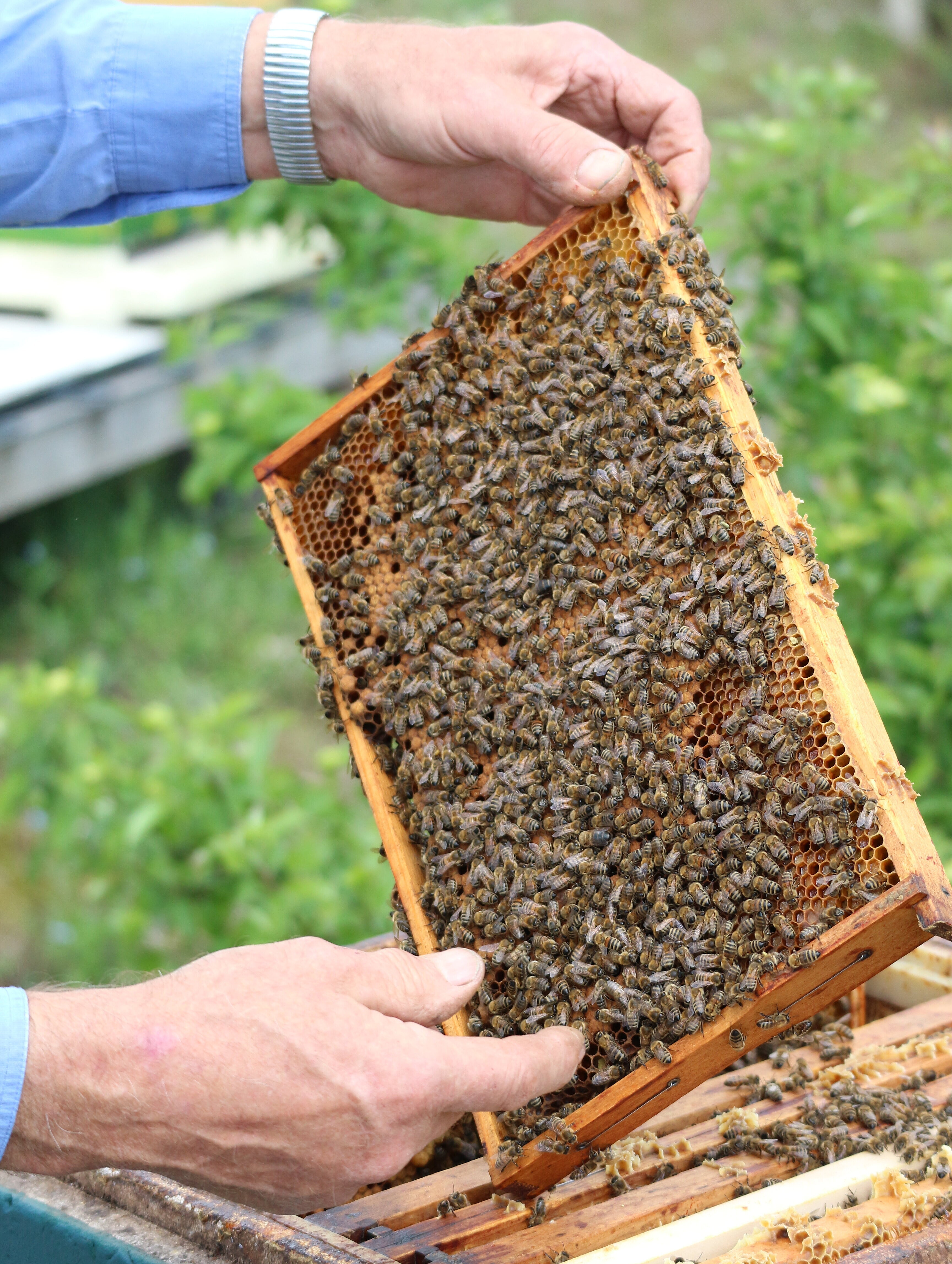 Hoheward-Imker zeigt Bienenwaben